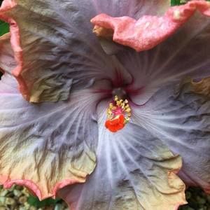 Meet your Posher, Kristie